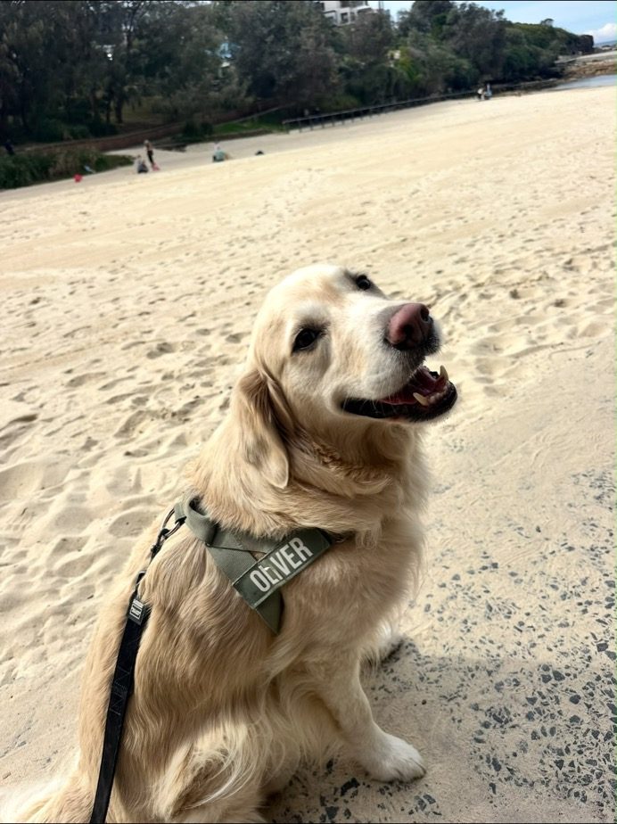 A happy golden retriever sitting on the beach on a walk with Nicole