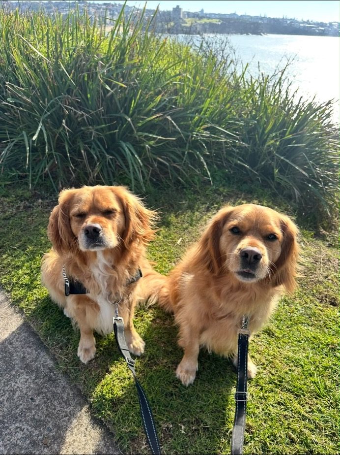 Two golden dogs on a walk by the water