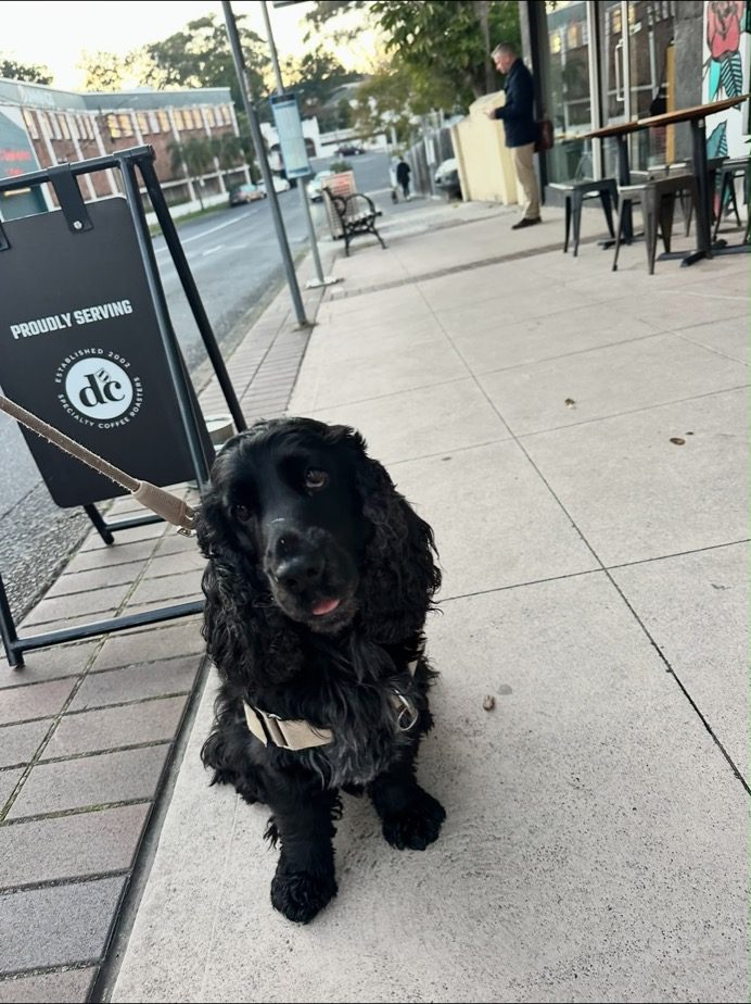 A black cocker spaniel outside a cafe