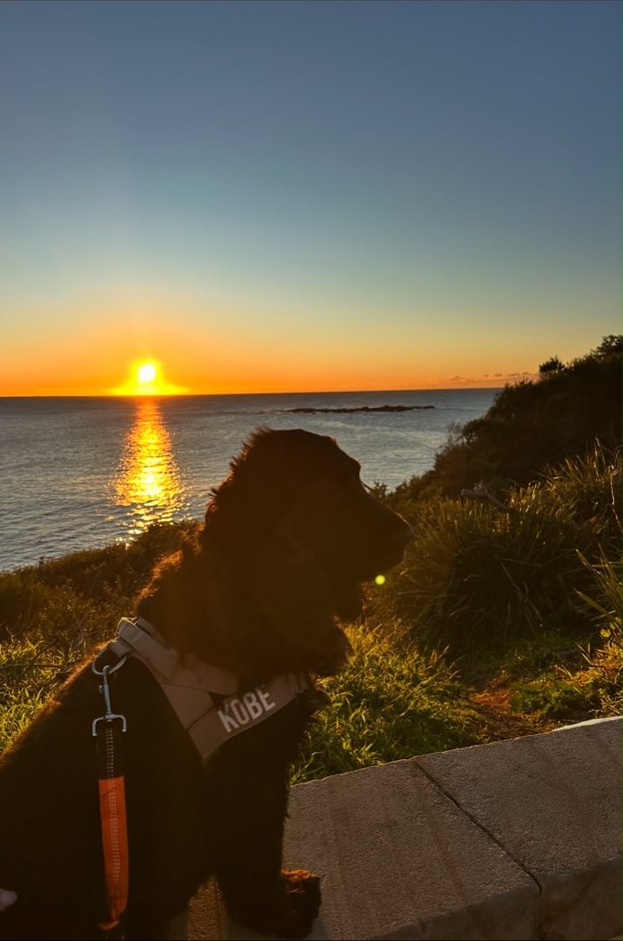 A black spaniel watching the sunrise over the ocean