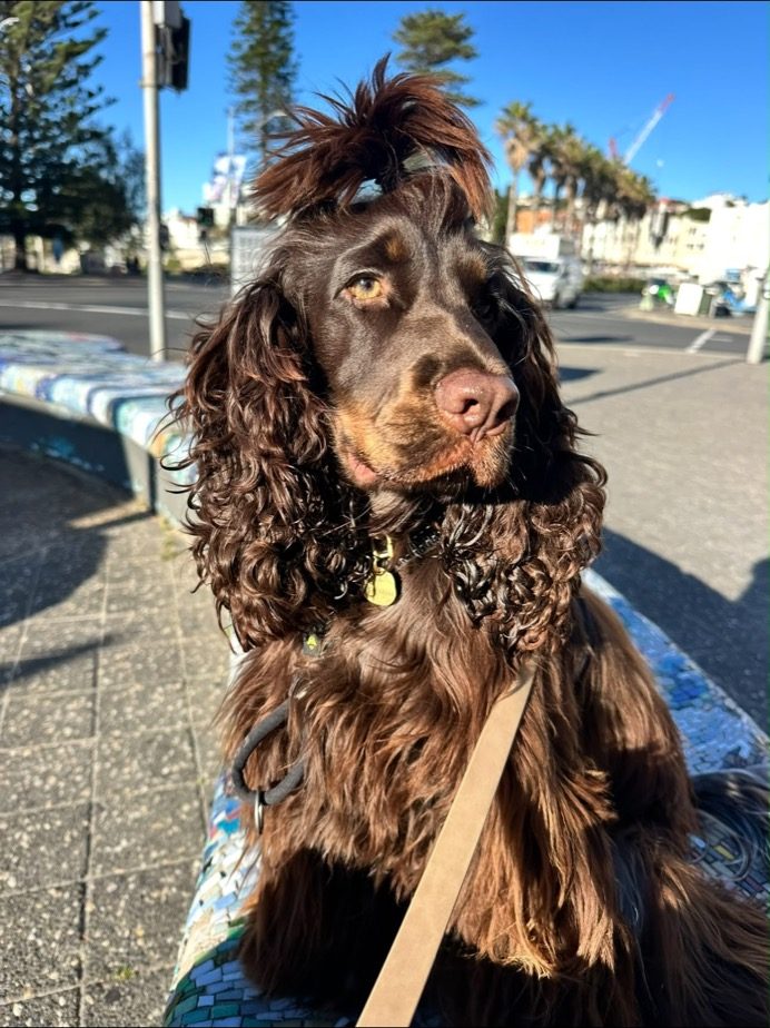 A chocolate spaniel with a top-knot by the beach