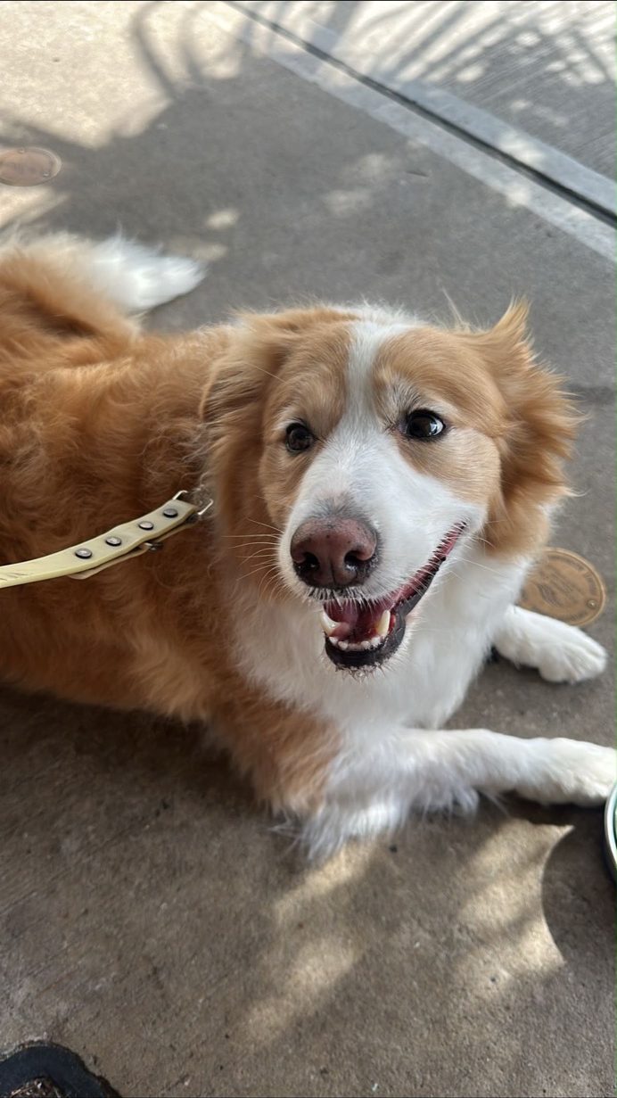 A happy dog smiling on the footpath