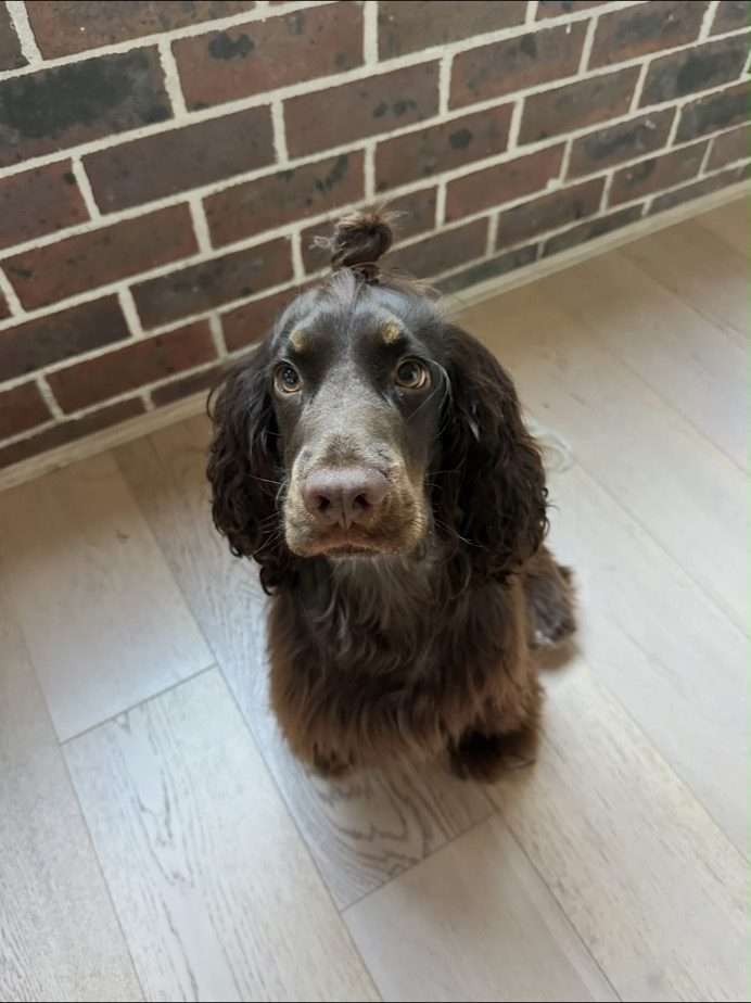 A chocolate spaniel sitting by a brick wall