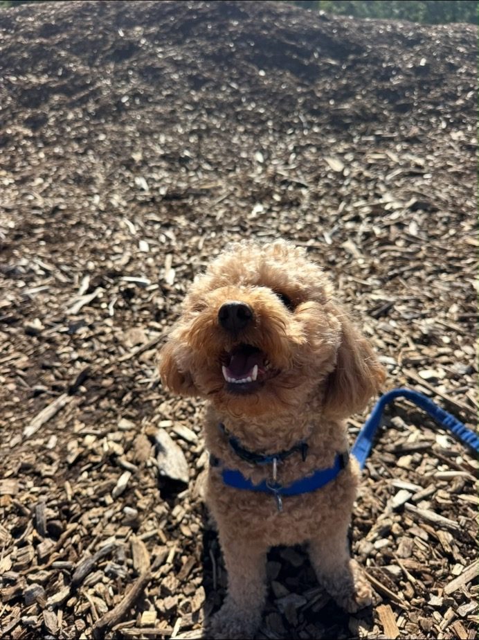 A curly cavoodle out on a walk
