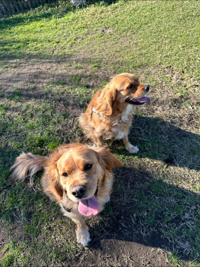 Two golden dogs sitting on the grass