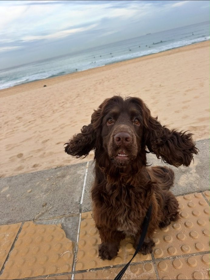 A chocolate spaniel on the beach