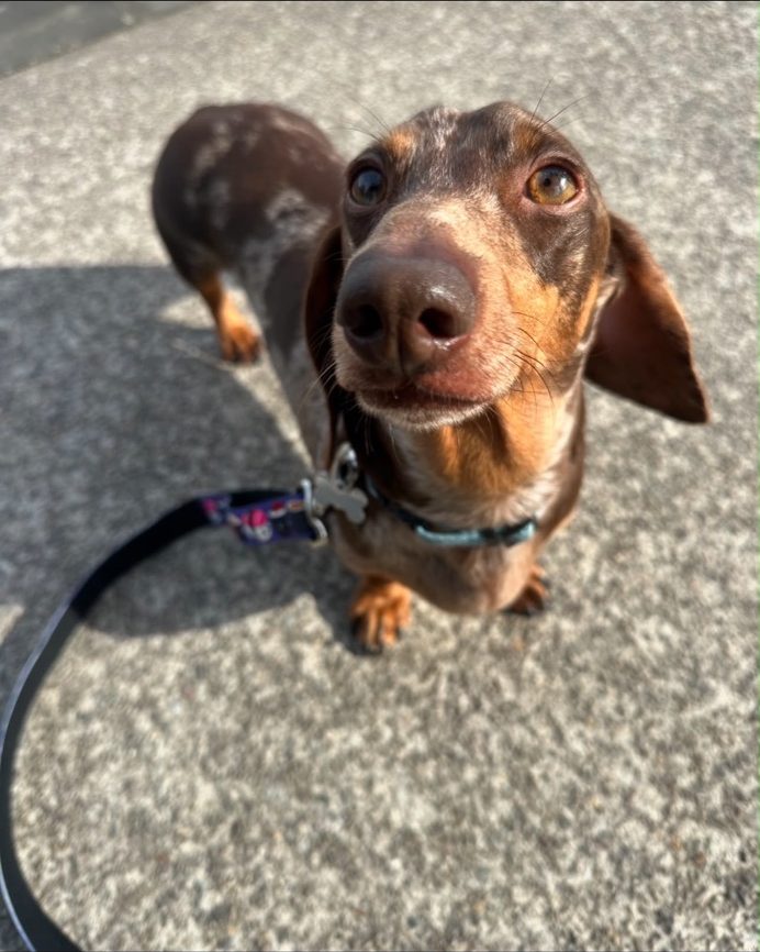 A dachshund on a walk