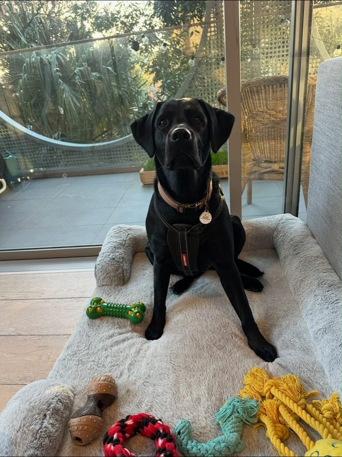 A black puppy with toys