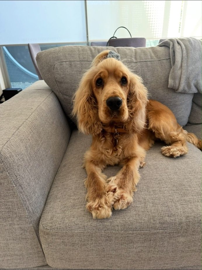 A cavalier relaxing on the couch