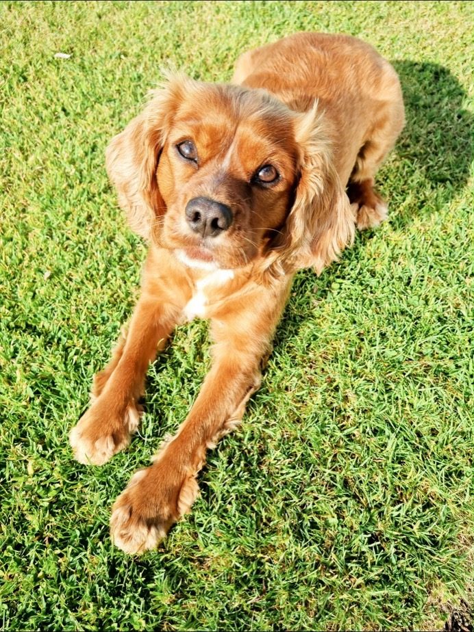 A golden retriever relaxing on the grass
